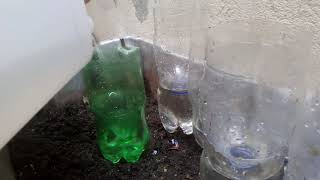 Homemade Self-Watering 2 Liter Plastic Bottlegrowing Lettucessouth Africa Cape Town