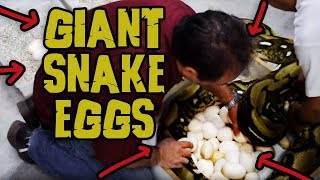 Behind the Scenes Harvesting Gigantic Python Eggs!