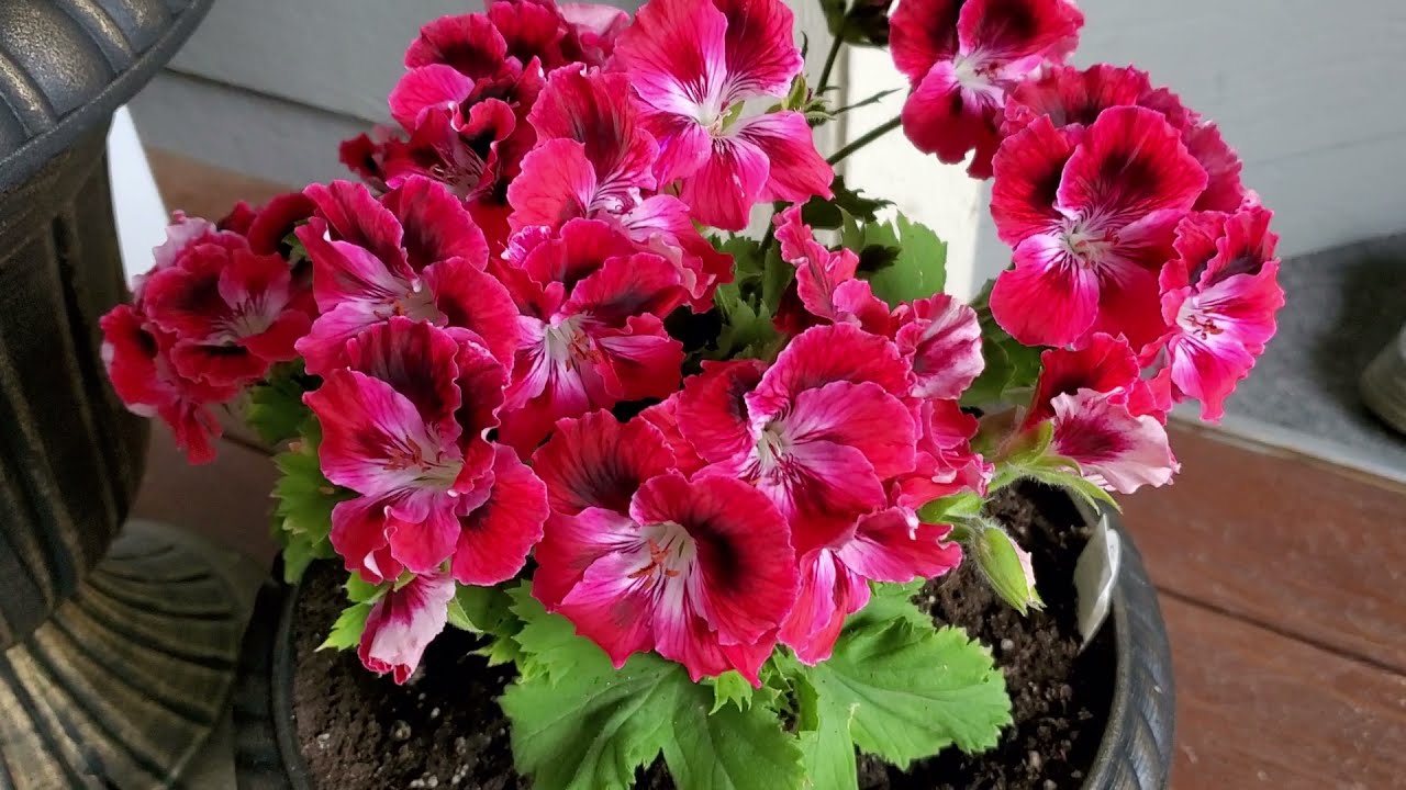 Королевская герань. Что для неё нужно чтобы цвела пышно.