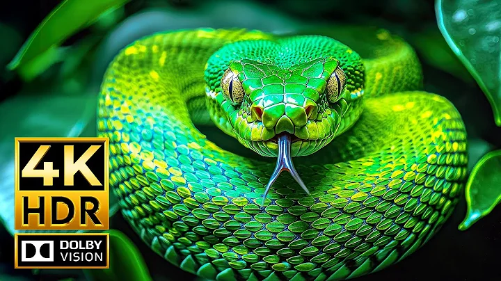 Ultimate 4K Animal Video – Dolby Vision HDR & 60fps