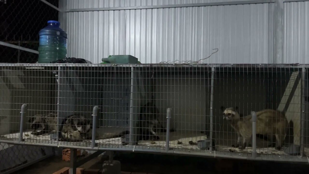 Cho chồn hậu bị ăn dặm