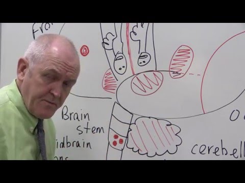Video: Ville hjernen være nervesystemet?