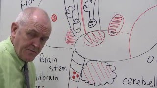 Nervous System 11, Brain areas