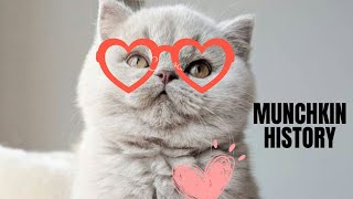 Smallest cats in the world 2023 videos 2 | History of Munchkin | compilation of cute moments of cats