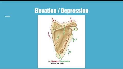 SCAPULA: ELEVATION, DEPRESSION, PROTRACTION, RETRACTION, UPWARD + DOWNWARD ROTATION