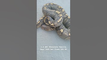 1.0 GHI Chocolate Vanilla Hypo 100% het Clown 50% het DG