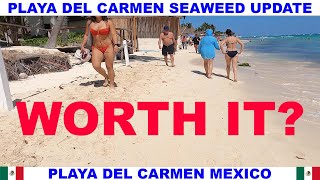 PLAYA DEL CARMEN BEACH SEAWEED UPDATE - IS IT WORTH IT?