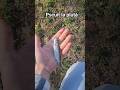 Pescuit la plută la oblete. #fishing #pescuit #fish #oblete #pescuitlaplută