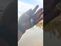 strike baby lampam - mancing udang galah