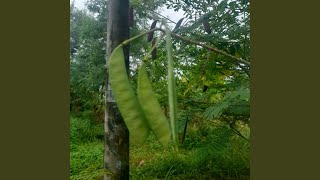 Download Lagu Rindu Dalam Diamku Sendiri MP3