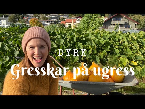 Video: Hemmeligheter For å Høste Gresskar