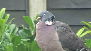 Peter the pigeon 12 - too cold for a bath? by Boro Adventure 908 views 1 month ago 1 minute, 35 seconds