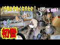 【protect the cat】12月、今年の初雪は９匹の「チビ達」にも初雪です！　通いネコ 「しまちゃん」#155