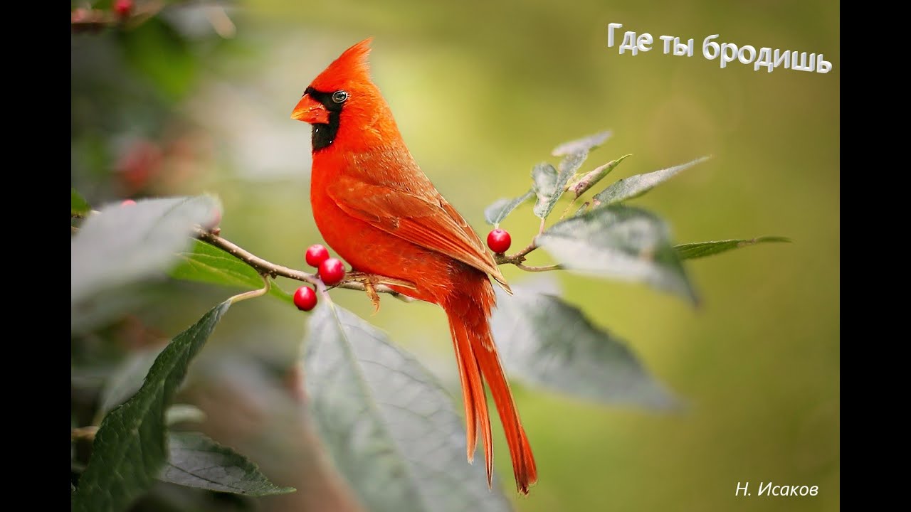 Где ты бродишь - Христианские песни - 17 - YouTube