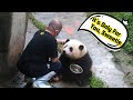 Nanny secretly feeding panda he hua snacks  ipanda