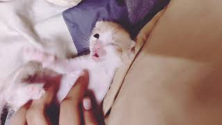 Funny Cute Kitten🐾 by CAT Lover 90 views 2 years ago 1 minute, 22 seconds