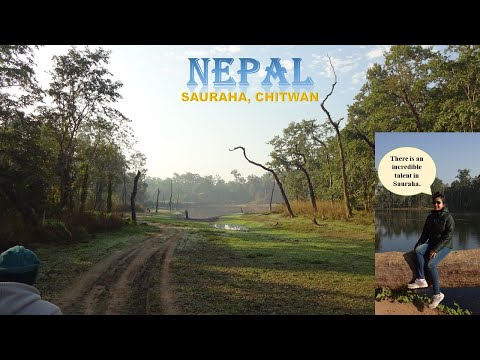 Sauraha