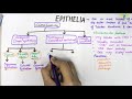 Epithelial Tissue Characteristics and Classifications