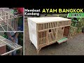 Membuat kandang ayam bangkok 2 pintu | KANDANG JAGO