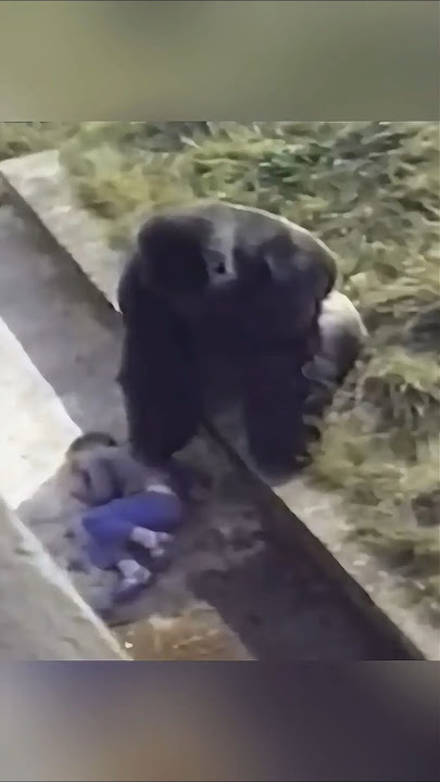 A little boy fell into the gorilla enclosure 🦍 #shorts #gorilla