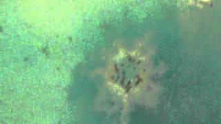 Lush Demo Big Blue Bath Bomb