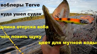 видео: Куда ушел судак. Прямая лопата рулит. Цвет для мутной воды. Длина отпуска воблера. Твичинг и цикада. картинка: Куда ушел судак. Прямая лопата рулит. Цвет для мутной воды. Длина отпуска воблера. Твичинг и цикада.