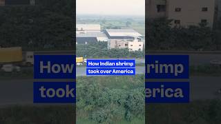Here's how #Indian #shrimp took over #American markets. #seafood #India #fishing