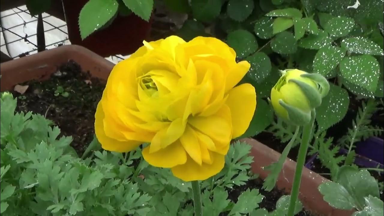 The First Ranunculus Blooms Of The 2023 Season!! YouTube