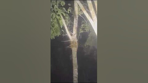 Python snake climbing tree 🌳🐍 #snake #shortvideo #animals #trees #information #thesillyzoo #forest