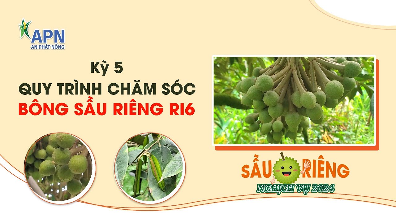 APN - QUY TRÌNH CHĂM SÓC BÔNG SẦU RIÊNG RI6 | KỲ 5 