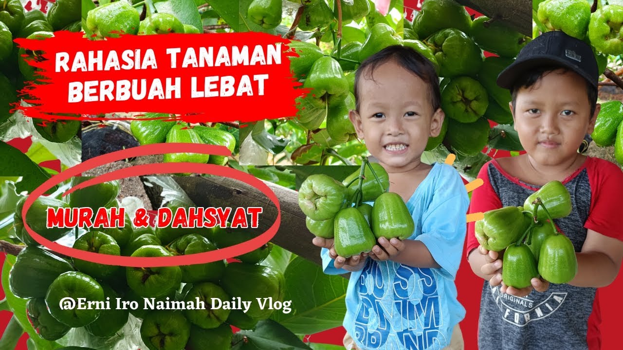 Cara Agar Tanaman Berbuah Lebat Dahsyat Dailyvlog Tanaman Cara Panen Tips Pupukorganik