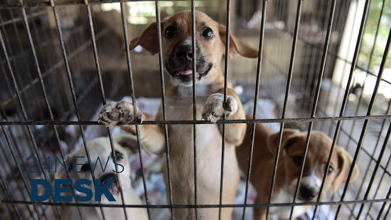 Only West Bank Animal Shelter Faces Shut Down
