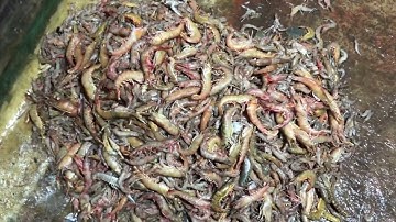 Giã Cào Ngoài khơi Của ghe Cào Chiếc Bạc Liêu Toàn Là Tôm với Mực 🦑 _ kens Nguyễn