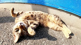 上機嫌なキジトラ猫を触っていたら、スヤスヤと居眠りをはじめた