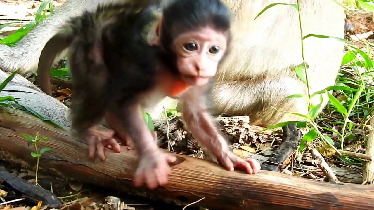petco hours Wow, Fatty & Cutie Baby LIZZA Tries Learning to Walk On Branch With Shaking Body & Falling Down.