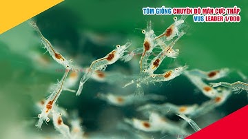 Tôm giống Chuyên Độ Mặn Cực Thấp VUS Leader 1/000