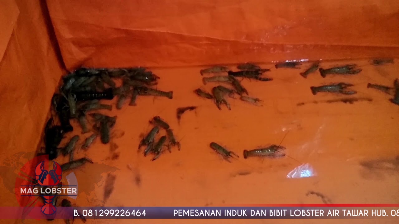 Induk Lobster Air Tawar Siap Pijah / Kawin | BUDIDAYA LOBSTER AIR TAWAR