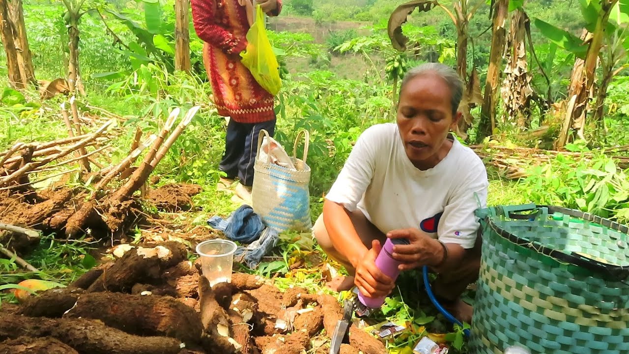 DAPAT ORDERAN SINGKONG 1 KWINTAL|| SAMBAL RUNYAH, DAUN PEPAYA