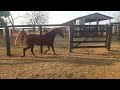 🐴cavalo de 8 anos chucro detudo será qui dá doma 🤔será qui vo comceguir ,bora vê😉👊👊