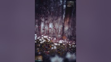 سورة التغابن ( القارئ وديع اليمنى ) -(Wadee Al Yemeni) Al-Taghabun Surah