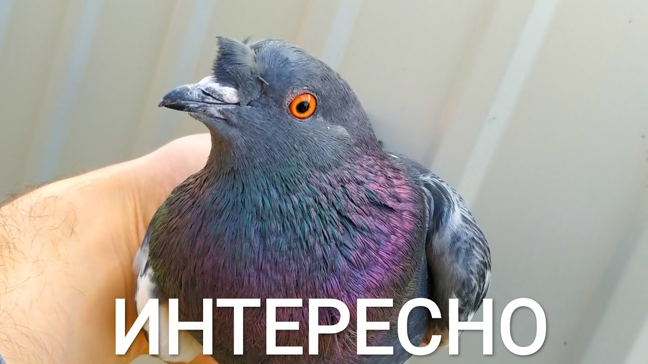 ПОЙМАЛ ОЧЕНЬ РЕДКОГО ГОЛУБЯ , СКОРЕЕ ВСЕГО ЭТО 