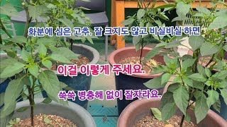 화분에 심은 '고추' 병충해 없이 고추 많이 많이 열리게 하려면 이걸 이렇게 하면 됩니다!!