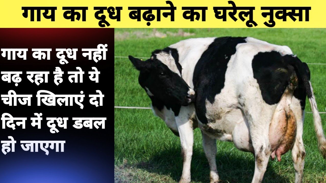 गाय का दूध कैसे बढ़ाएं 2 दिन में gaye ka doodh kaise badhaye How