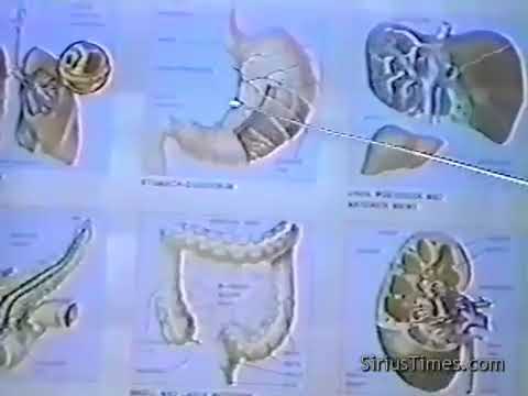 Llaila Afrika- Reproductive System