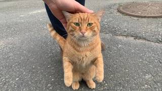 Kıskanç Sokak Kedisi Başka Kedileri Sevmeme Asla İzin Vermiyor! 🐱❤️