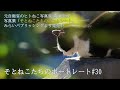 ～そとねこたちのポートレート#30～