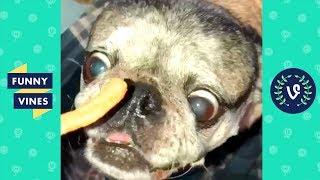 TRY NOT TO LAUGH - Funny Pet Videos! | November 2018