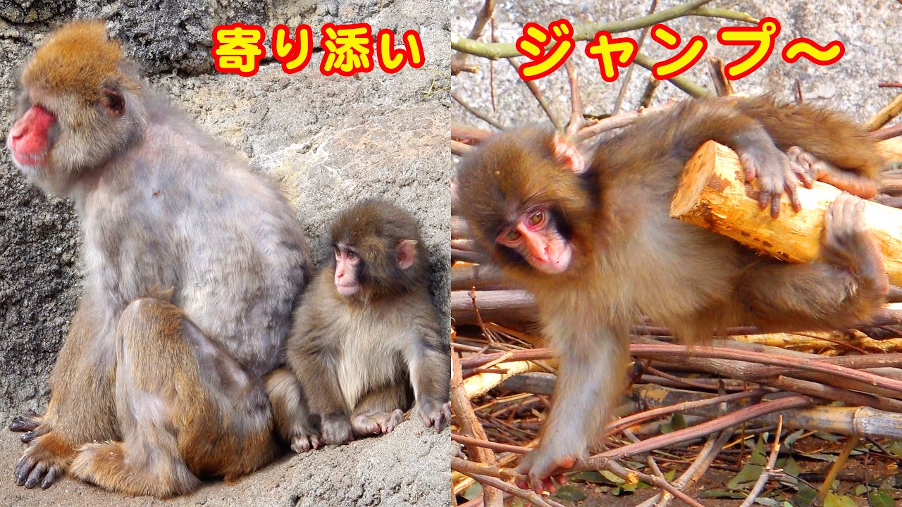 🐒 今日のパンチくん！🦧 寄り添いの温もり☺️ 丸太のホッピング！なのよ😉ボッチ遊びぃ〜！でも！負けない僕は賢い遊び 🧐　遊びタイム編 🧸四