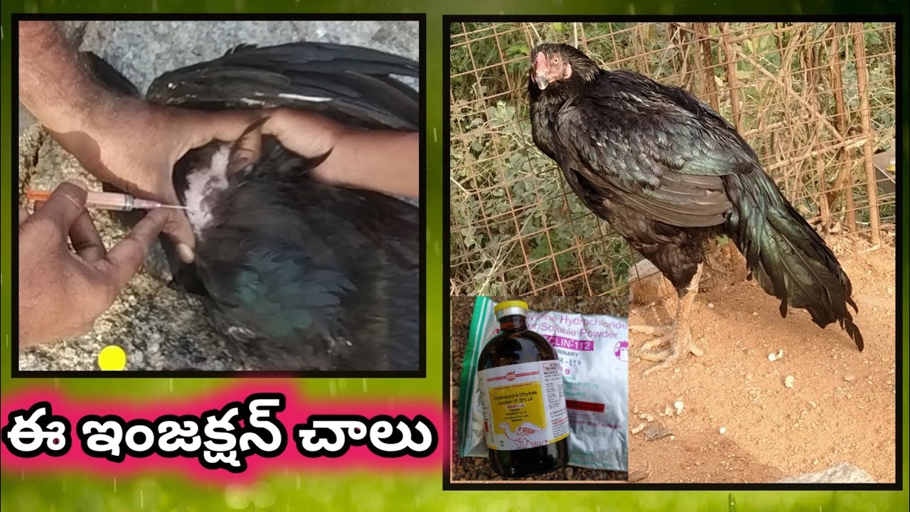 జాతి కోడి పుంజులు వీక్ అయితే ఏం చేయాలి||జాతి కోళ్ల కు వచ్చే రోగాలు వాటి యొక్క మందులు