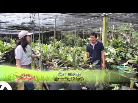 สุขในสวน